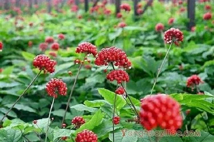 重楼的种植技术