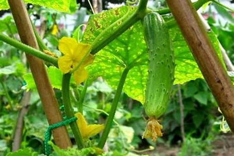 黄瓜最忌什么肥料