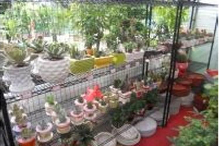 适合室内养的爬墙植物有哪些(最好养的爬墙花卉)