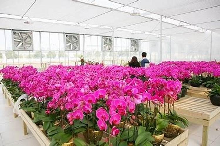年中什么时候最适合给月季施肥呢,月季什么时候施肥最好