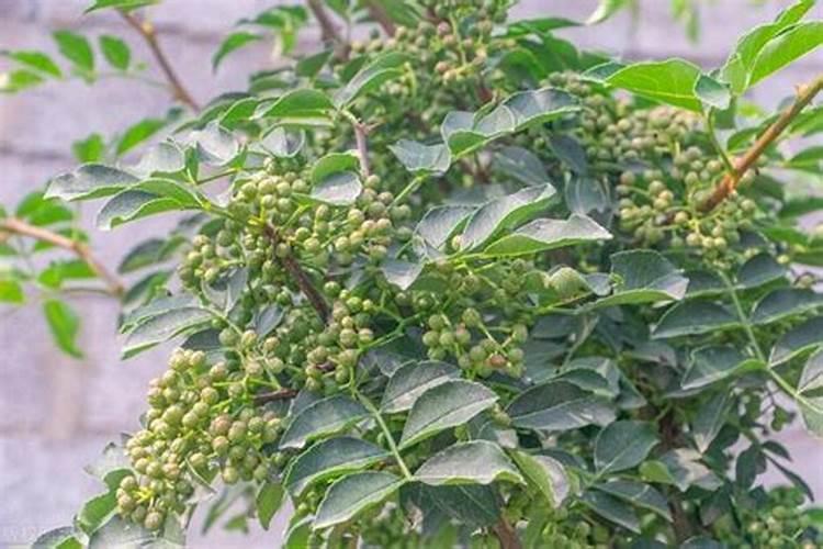 一年花椒树怎么使用尿素叶面肥