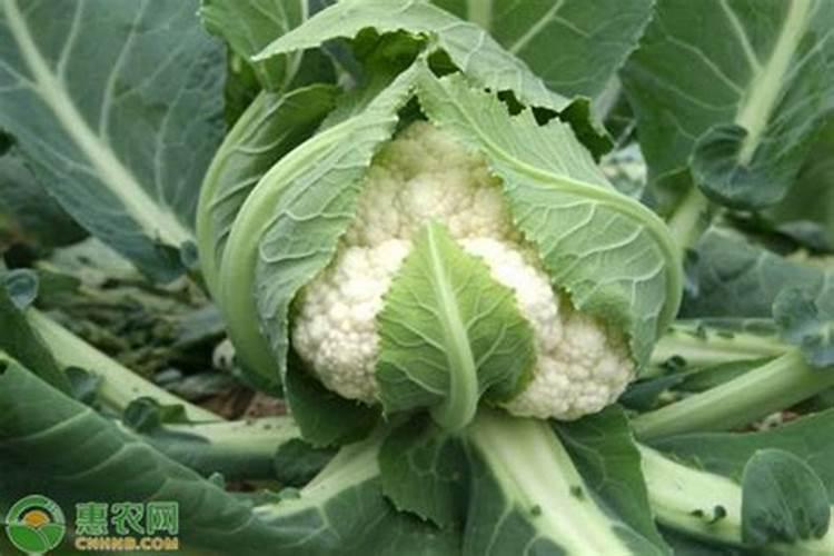 浇菜花使什么化肥好
