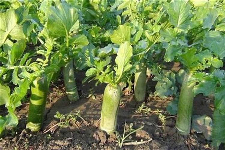 黄瓜生长期施什么肥最好,种植黄瓜施什么肥好