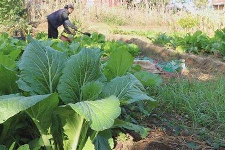 月季花修根能马上施肥浇水吗