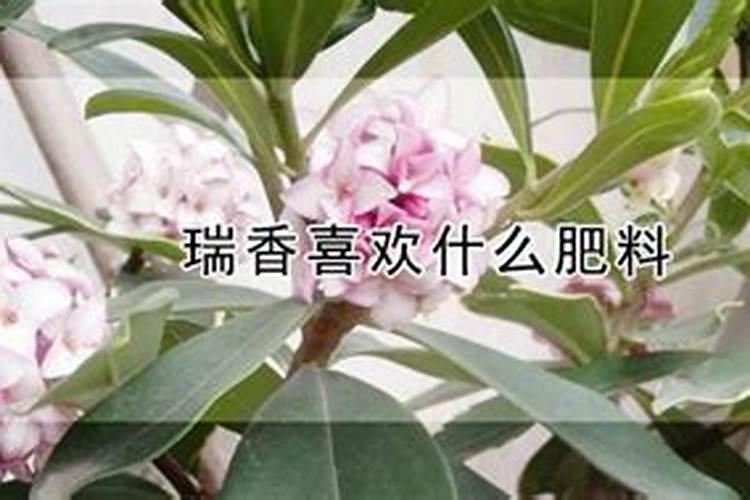 金边瑞香花谢后怎么处理