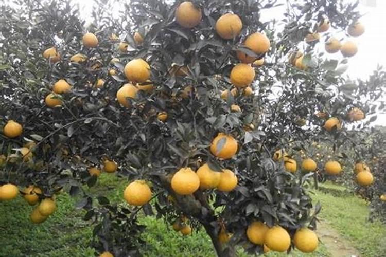 丑橘的种植方法 丑橘怎么种