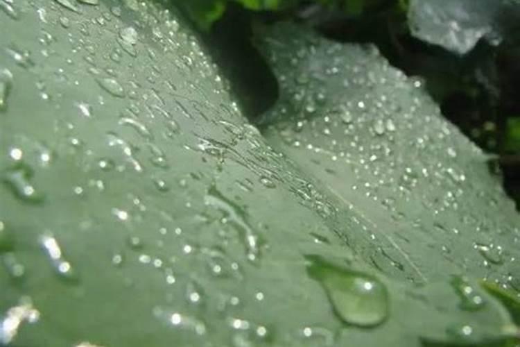 蜂蜜能给葡萄打叶面肥吗？