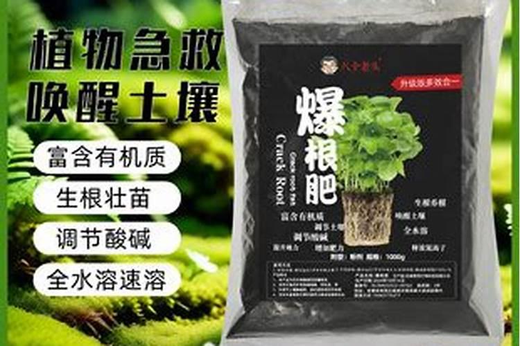 移栽果树苗可用abt生根剂吗!