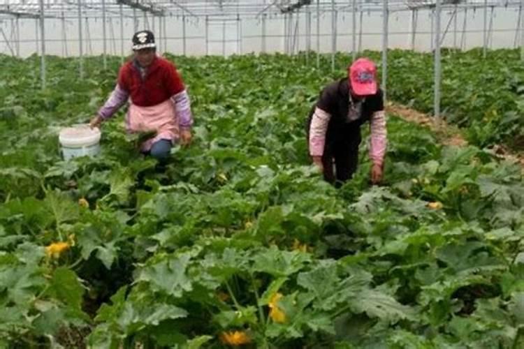 有机肥每亩施多少公斤合适、有机肥一般施后多久起作用