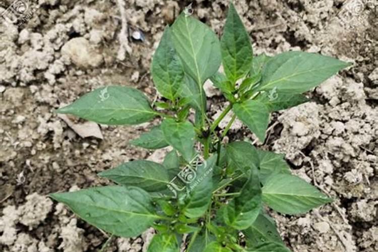辣椒的种植方法如何种植辣椒