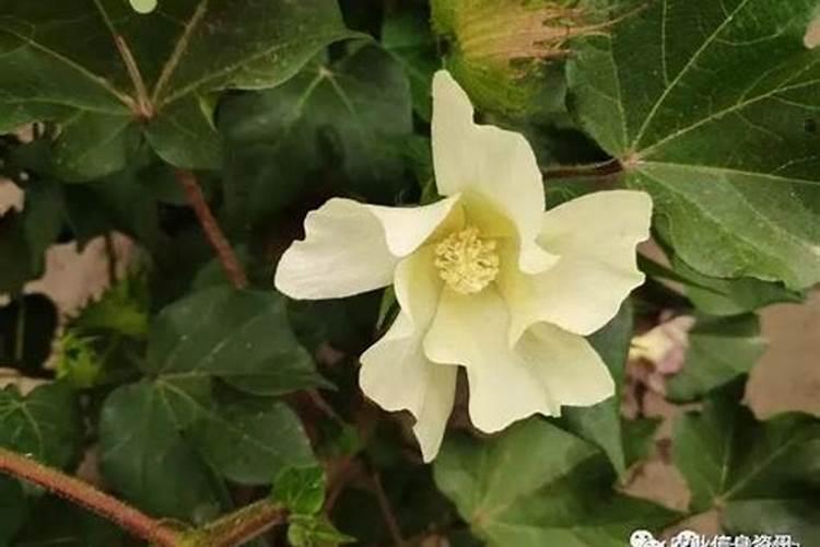 棉花的硼肥滴灌给棉花有用吗？