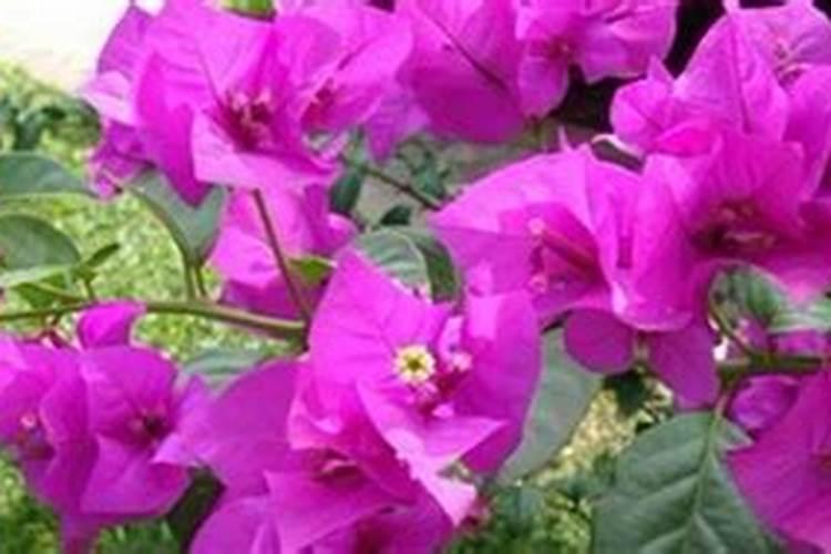 三角梅开花期间怎么浇水施肥
