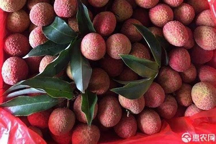 月季花怎么施肥 月季花施什么肥好