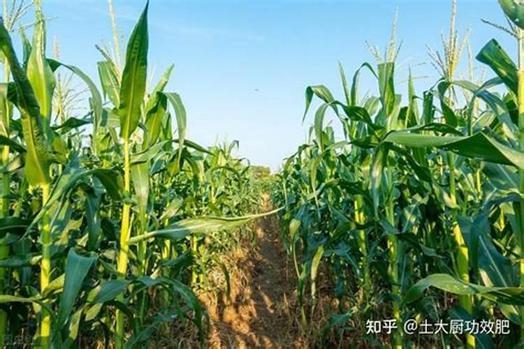 玉米施加钙肥的最佳时间 什么时候使用合适