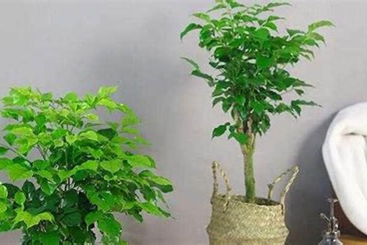 喜湿耐涝的蔬菜有哪些品种,涝地种什么蔬菜好