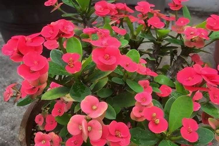 栀子花用什么肥料最好