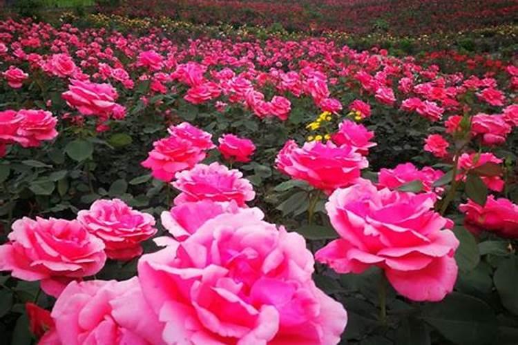 什么花肥开花最旺最好养