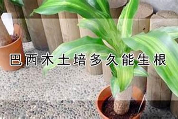 小麦如何施肥 小麦的施肥方法