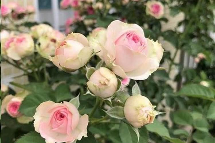 月季夏季施肥时间和方法