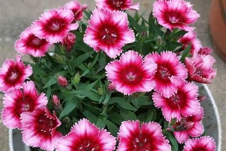 太阳花施什么肥才能花大叶盛？