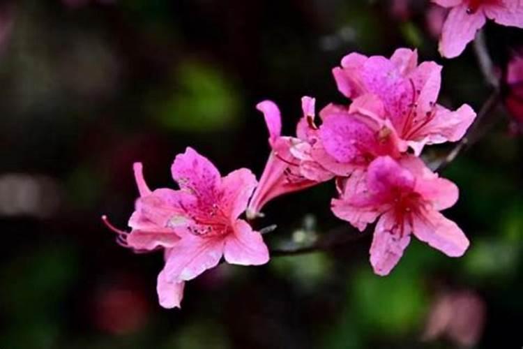 杜鹃花适合用什么肥料？