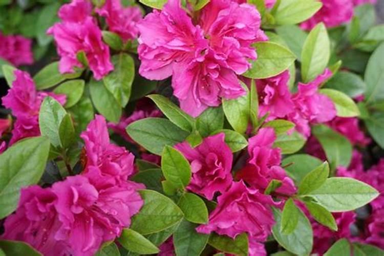 杜鹃花施肥要点