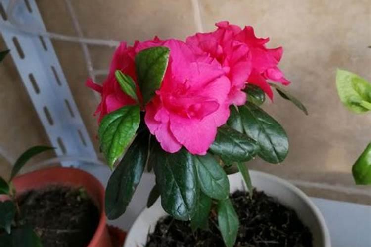 杜鹃花的施肥方法和时间,杜鹃花施肥方法和注意事项