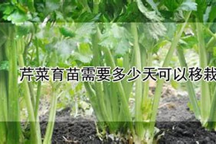八月十一号栽的芹菜,好久可以施肥,就是移栽的