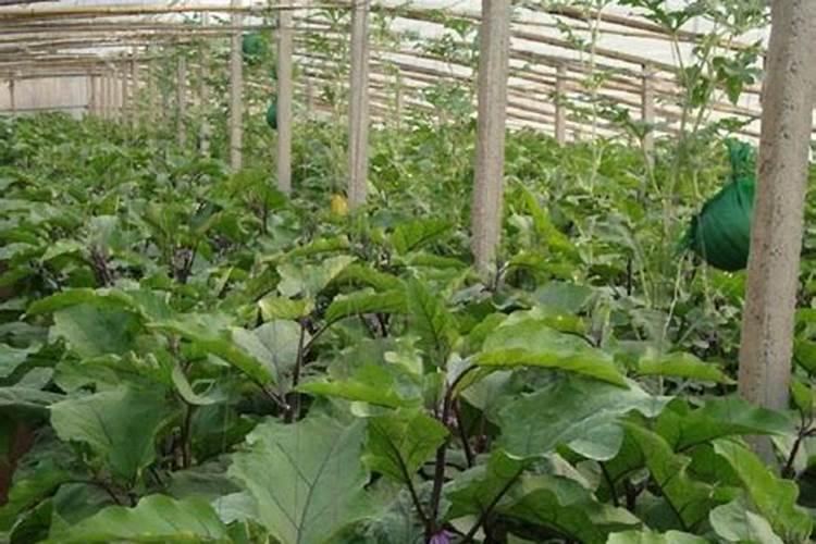 温室茄子栽培定植后应该如何管理？
