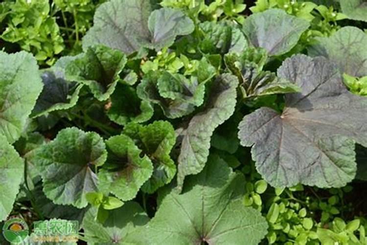 冬寒菜种植时间和方法