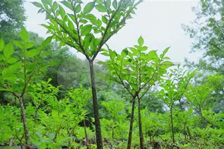 种魔芋用什么肥料