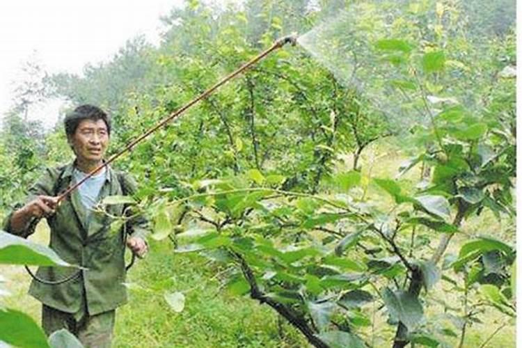 梨树施肥时间和方法 注意事项有哪些