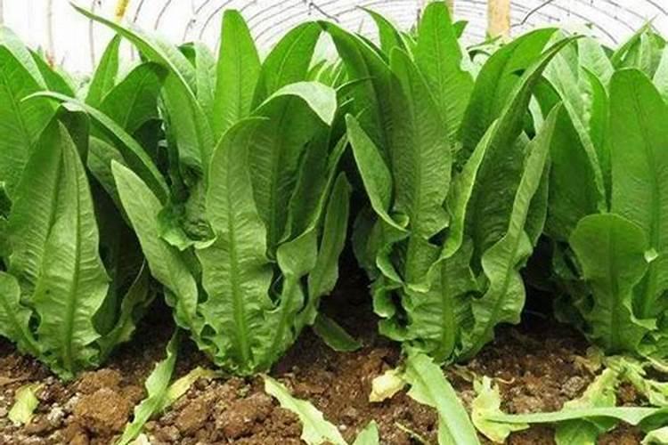 莴苣用什么肥料变高变粗 附莴苣的种植方法