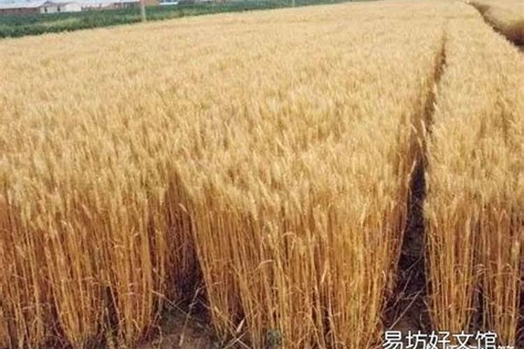 一亩小麦施25公斤二胺可以吗
