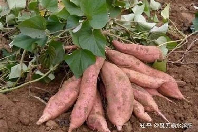 红薯打什么叶面肥增产,植物叶面肥有哪些