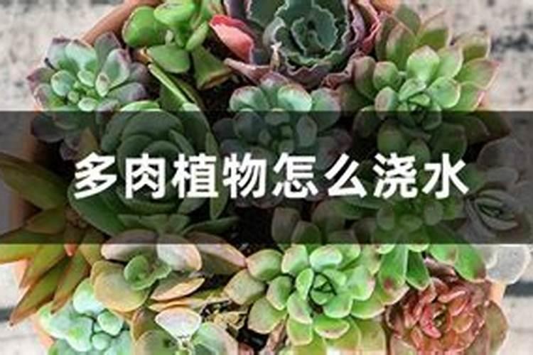 蓝宝石多肉在秋天多久浇一次水？