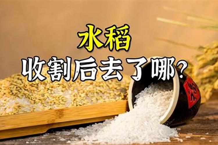 大米怎么发酵做肥料