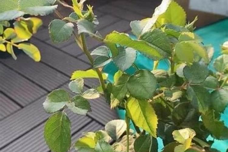 月季树怎样管理？花才大,叶更茂盛。