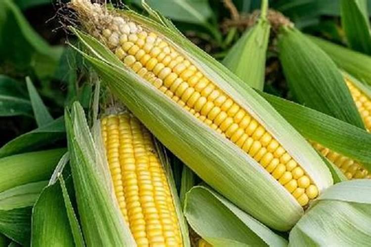 玉米什么时候追施肥最好