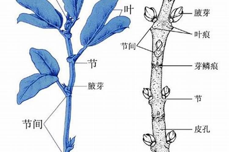 常绿植物,叶子肥厚,很好养活,请问是什么植物？