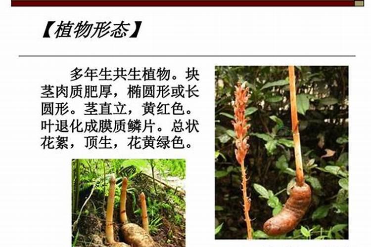 绿色,厚厚的叶片,粗粗的根茎是什么植物