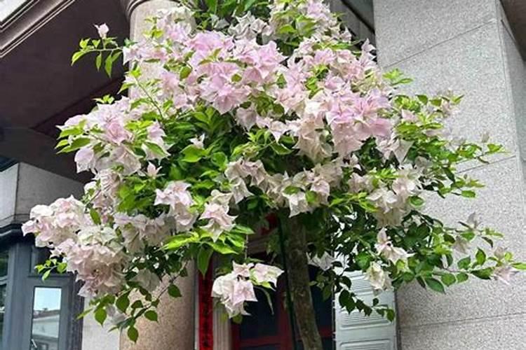 三角梅适合种植什么土壤？