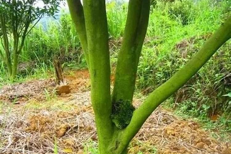 青苔可以施肥和打农药吗