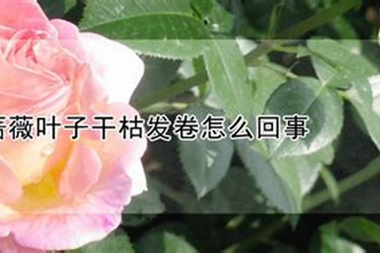 蔷薇叶子发黄还能活么,蔷薇花叶子发黄怎么办？