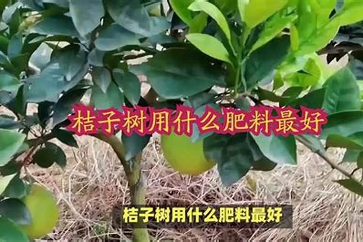 桔子树施肥多了,叶子发黄脱落,有啥补救