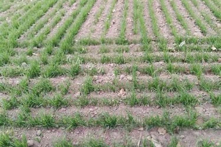 折耳根种植方法