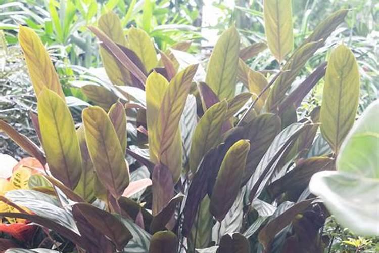 飞羽竹芋植物怎么养