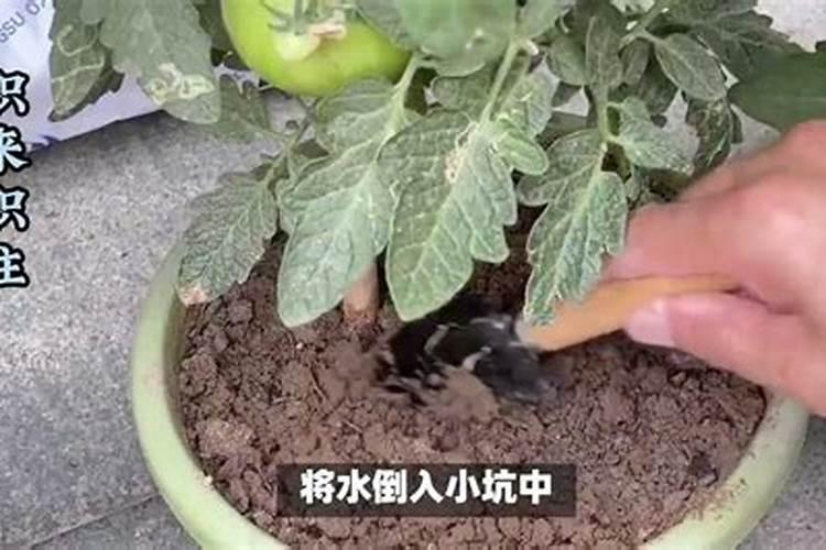 西红柿的花期是多少天 西红柿的花期介绍