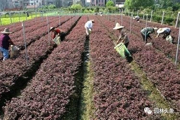 秋季果园不宜施用的肥料
