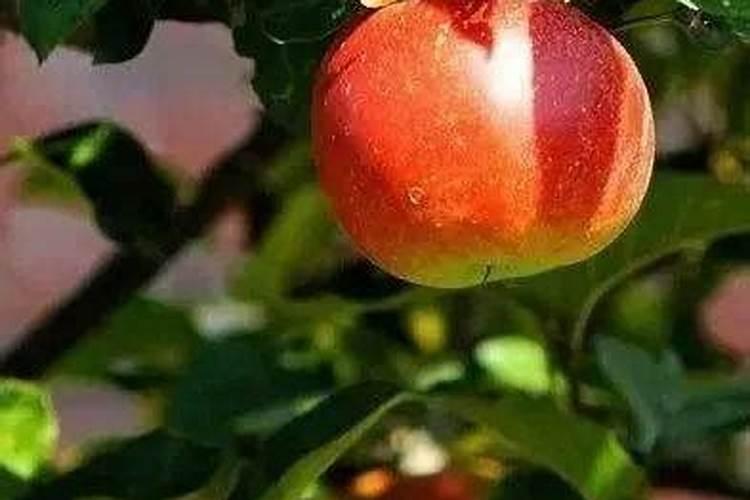 农资商品的范围有哪些？